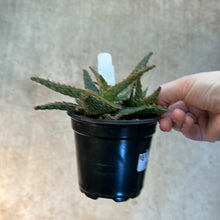 Load image into Gallery viewer, Aloe &#39;Orange Marmalade&#39; 4&quot;