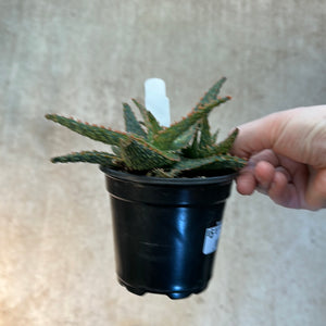 Aloe 'Orange Marmalade' 4"