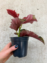 Load image into Gallery viewer, Begonia Cracklin Rosie 4&quot;