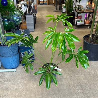 Philodendron Goeldii 10