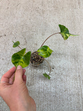 Load image into Gallery viewer, Alocasia Stingray Variegata 2"