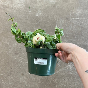 Hoya compacta variegata 6"