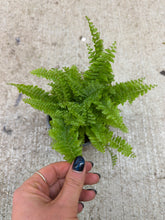 Load image into Gallery viewer, Nephrolepis exaltata 'Fluffy Ruffles' 4" - Boston Fern