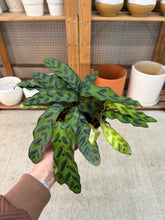 Load image into Gallery viewer, Calathea lancifolia 6" - Rattlesnake Calathea