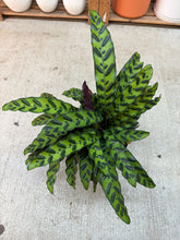 Load image into Gallery viewer, Calathea lancifolia 8" - Rattlesnake Calathea