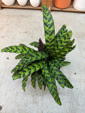 Calathea lancifolia 8