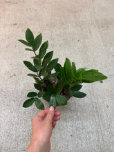 Load image into Gallery viewer, Zamioculcas zamiifolia 6&quot; - ZZ Plant