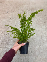 Load image into Gallery viewer, Nephrolepsis exaltata 'Compacta' 4" - Dwarf Boston Fern