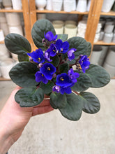 Load image into Gallery viewer, Saintapaulia sp. 4" - Collector/Speciality African Violet