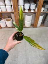 Load image into Gallery viewer, Philodendron Caramel Marble 2"