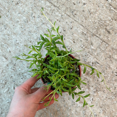 Senecio peregrinus 4'' - String of Dolphins