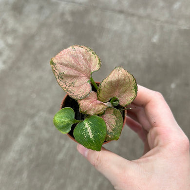 Syngonium pod. 'Roseate Sunset' 2