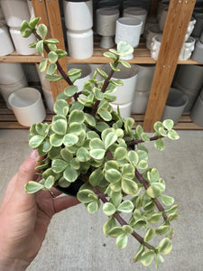 portulaca indoor plant Portulaca afra 'Variegata' 4"