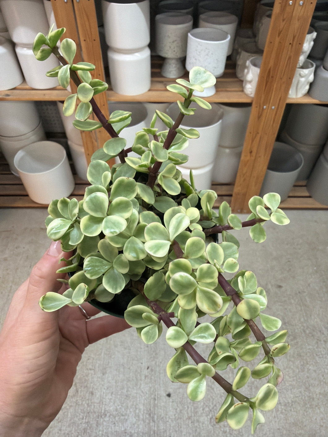 marle pothos Marble Queen Pothos main image 0