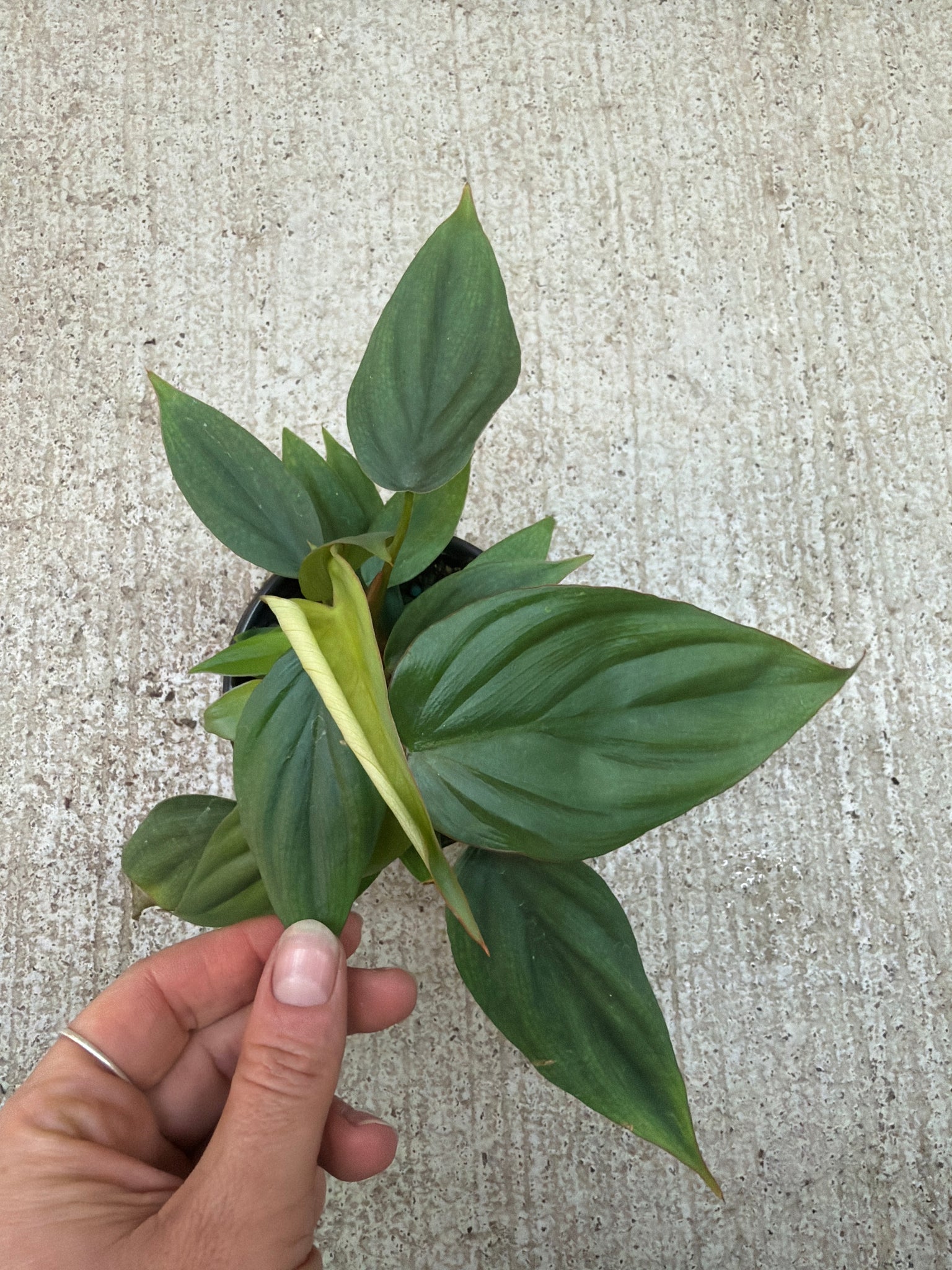 philodendron columbia care Philodendron Columbia 4" – Kent East Hill Nursery