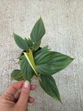 Load image into Gallery viewer, Philodendron Columbia 4"