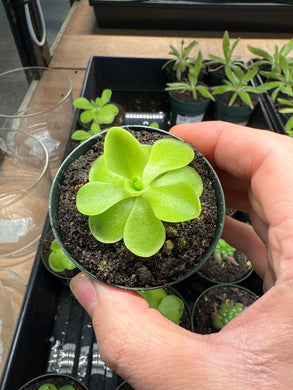 Pinguicula Bugbane 2
