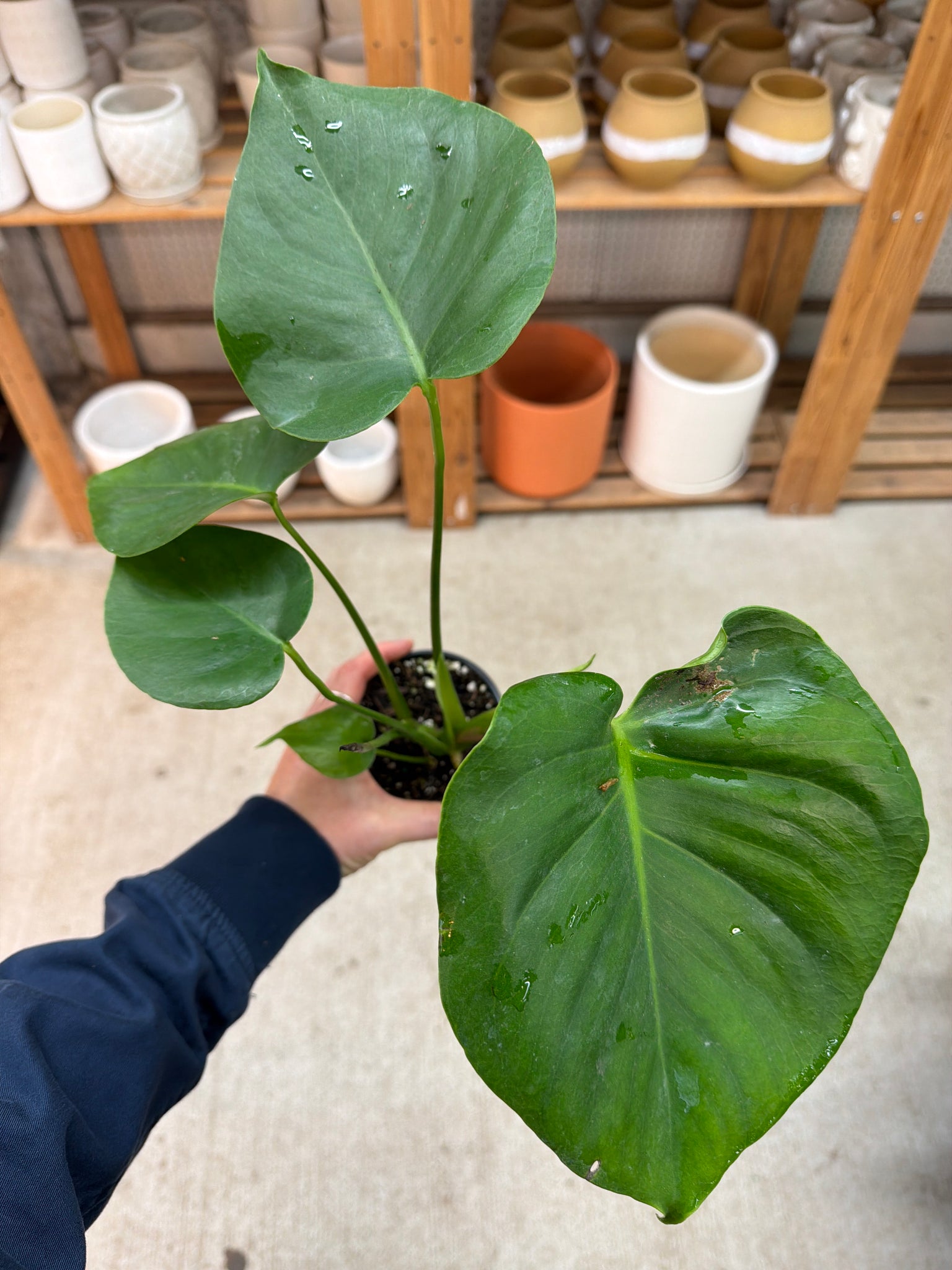 where to buy split leaf philodendron Monstera Deliciosa 4"
