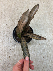 coppertone sansevieria Sansevieria kirkii coppertone 4" – Kent East Hill Nursery