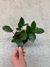 Load image into Gallery viewer, Zamio Zamioculcas 4&quot; - ZZ Plant