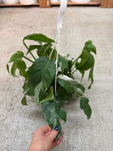Load image into Gallery viewer, Epipremnum pinnatum Albo 6" Hanging Basket