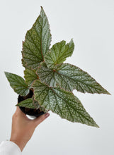 Load image into Gallery viewer, Begonia Frosty 4"