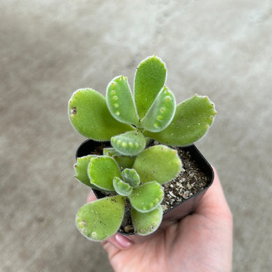Cotyledon sp. tomentosa 2.5