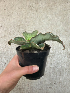 sansevieria silver blue Sansevieria Kirkii Silver Blue 4