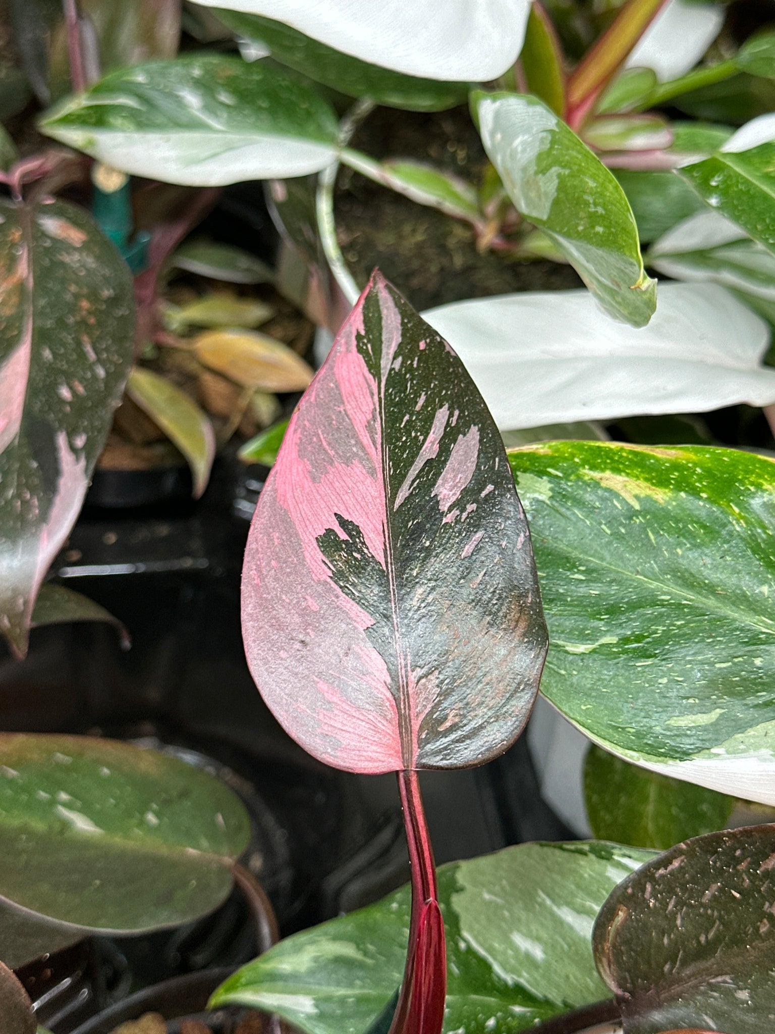 pink princess philodendron big Philodendron Pink Princess Marble King 4"