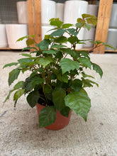 Load image into Gallery viewer, Cissus sp. 6" - Grape Ivy