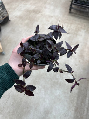 Tradescantia Jose Puig 4