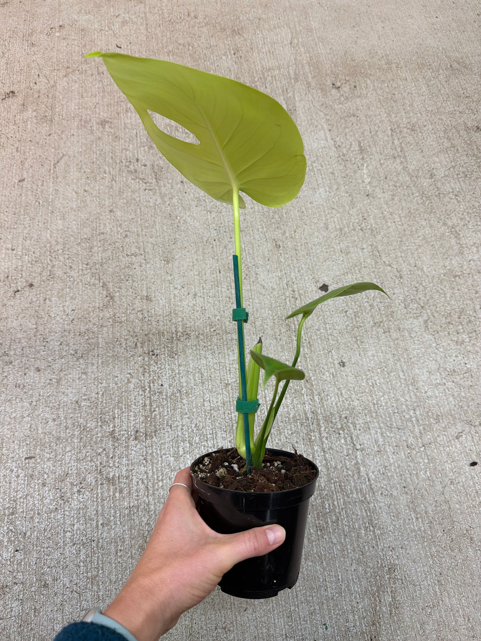 lemon lime monstera Monstera deliciosa Lemon Lime 4" – Kent East Hill Nursery