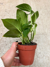 Load image into Gallery viewer, Epipremnum Jade 4" - Jade Pothos