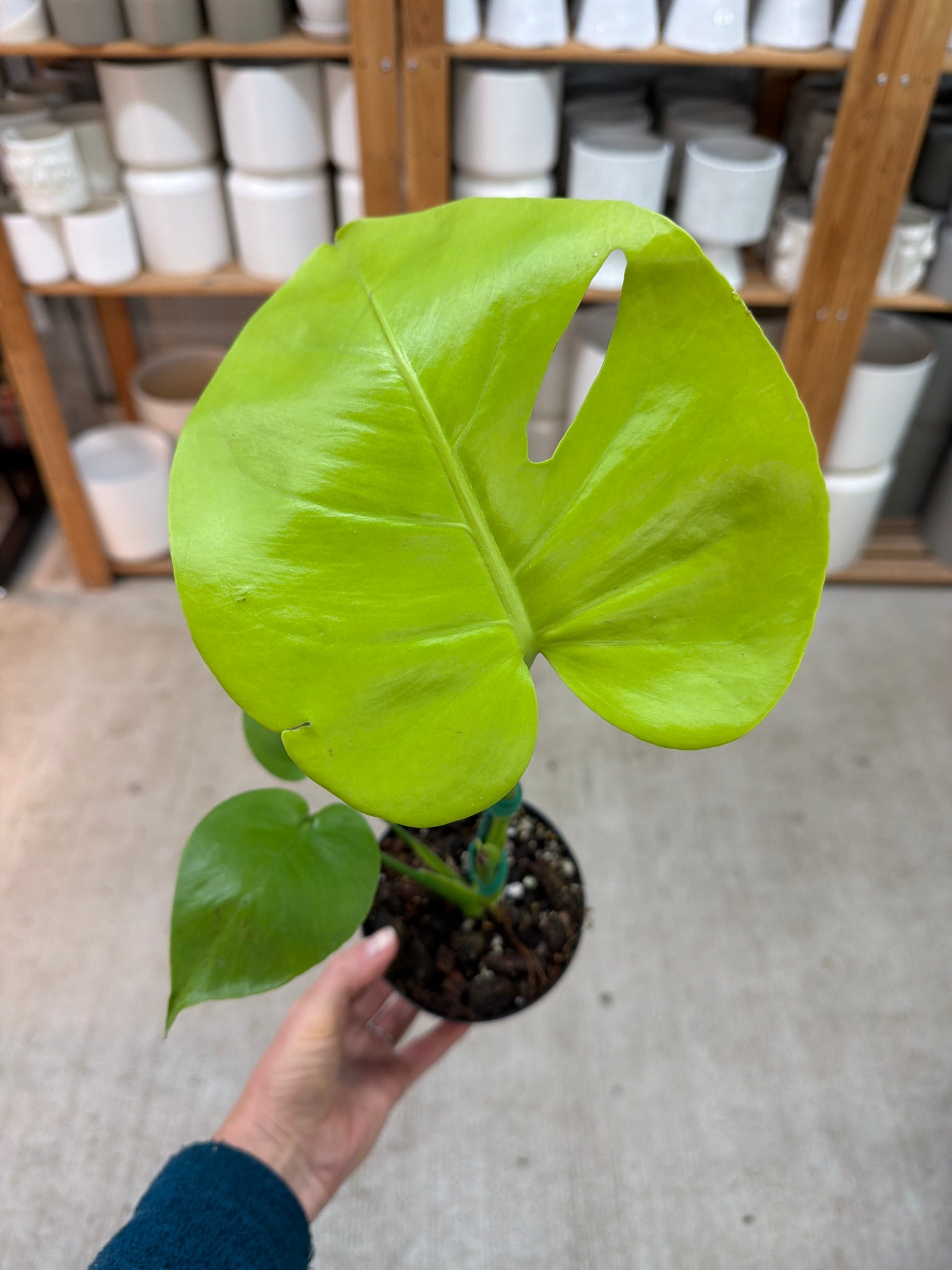 monstera deliciosa lemon lime Monstera deliciosa Lemon Lime 4" – Kent East Hill Nursery