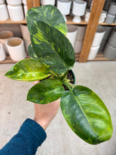 Load image into Gallery viewer, Philodendron Congo Green Marble Variegated 4"
