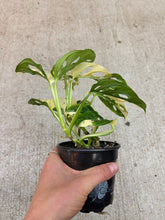Load image into Gallery viewer, Monstera adansonii 'Albo Variegata' 4" - Variegated Swiss Cheese Plant