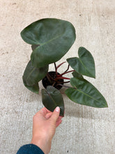 Load image into Gallery viewer, Philodendron Pink Princess x Billietiae 4"