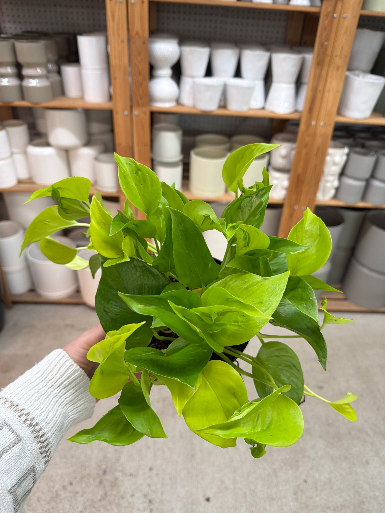 pothos champs elysees Epipremnum aureum 'Champs-Élysées' 6"