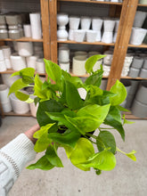 Load image into Gallery viewer, Epipremnum aureum 'Champs-Élysées' 6" - Pothos