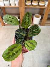 Load image into Gallery viewer, Maranta Red 4" - Red Prayer Plant