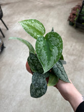 Load image into Gallery viewer, Scindapsus Silver Lady 4&quot; - Satin Pothos