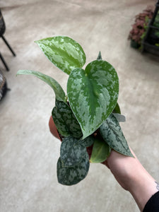 Scindapsus Silver Lady 4" - Satin Pothos