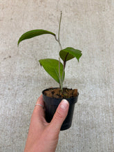 Load image into Gallery viewer, Hoya aceh gomas 2" - Wax Plant