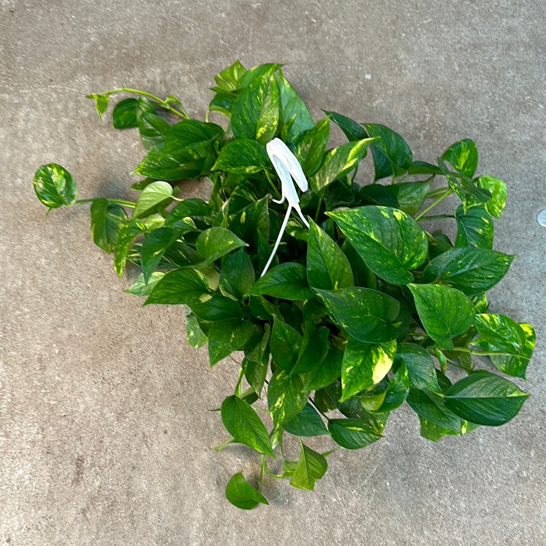 golden pothos hb Epipremnum aureum 10" HB