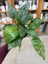 Load image into Gallery viewer, Aglaonema Camouflage 6" - Chinese Evergreen