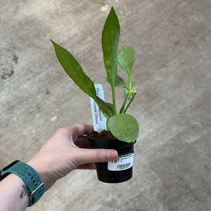Hoya New Guinea Ghost 3"