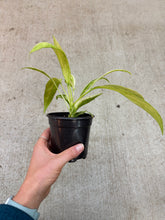 Load image into Gallery viewer, Anthurium vittarifolium variegated 4&quot;