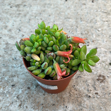 Cotyledon pendens 4