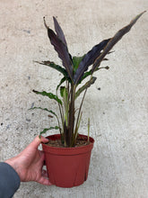 Load image into Gallery viewer, Calathea rufibarba 6"
