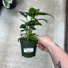 Load image into Gallery viewer, Syngonium Wendlandii 4&quot;